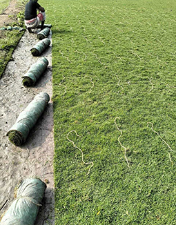 Lawn Grass Suppliers in Jharkhand, Odisha, Bihar, West Bengal
        